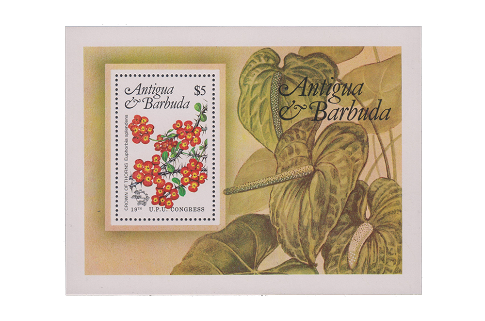 Local Flowers - Crown of Thorns