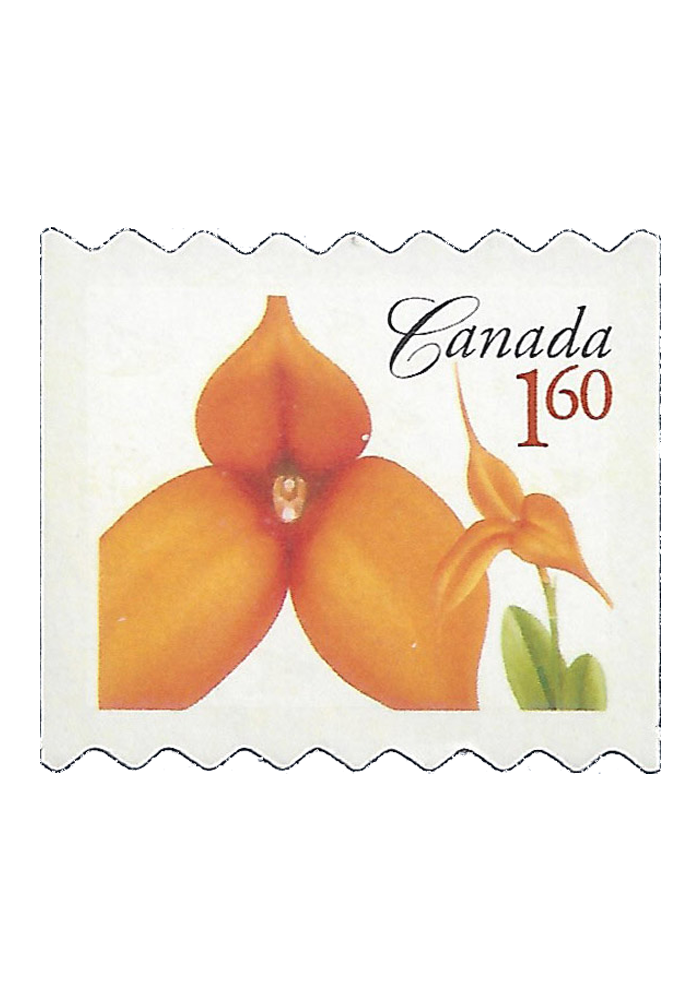 Kaleidoscope 'Conni'