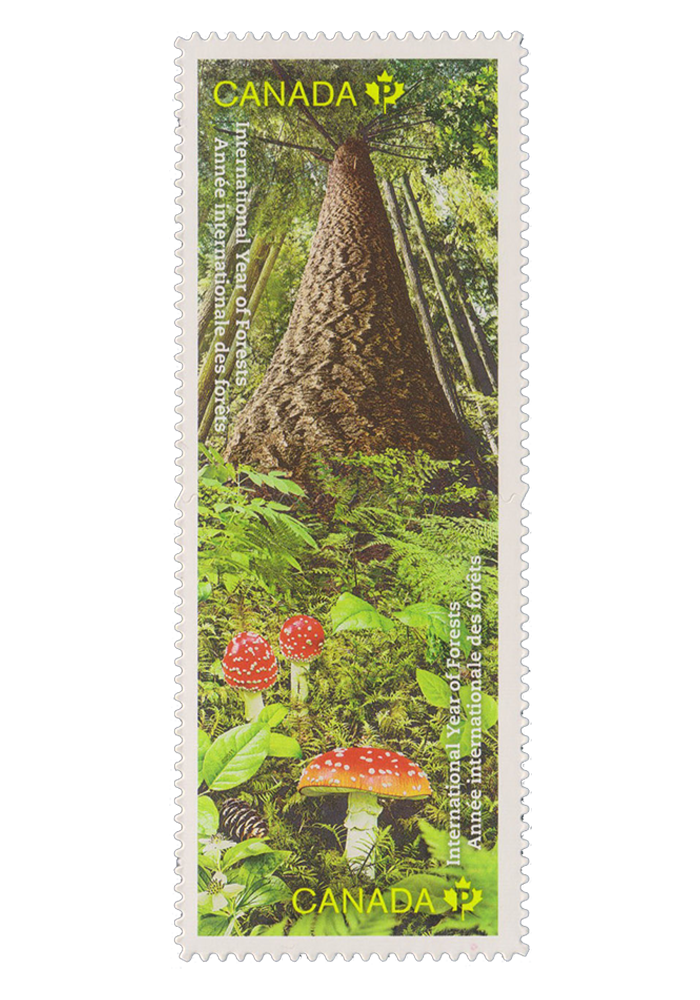 International Year of Forests