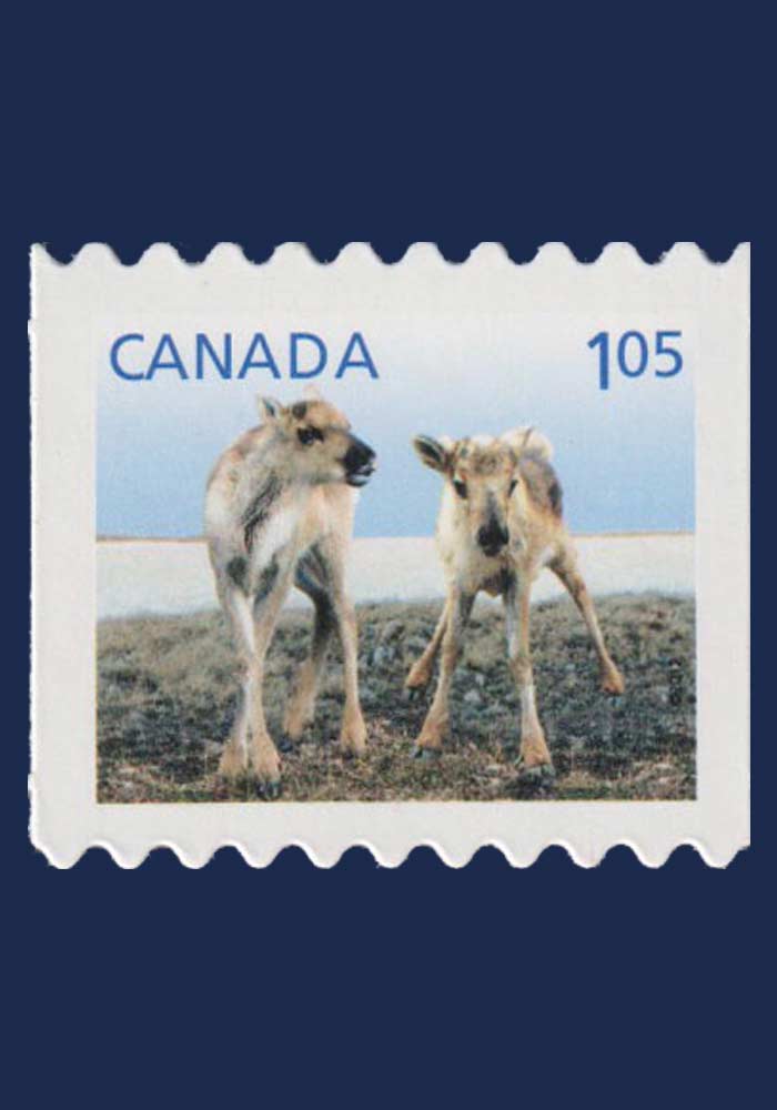 Baby Wildlife Definitives