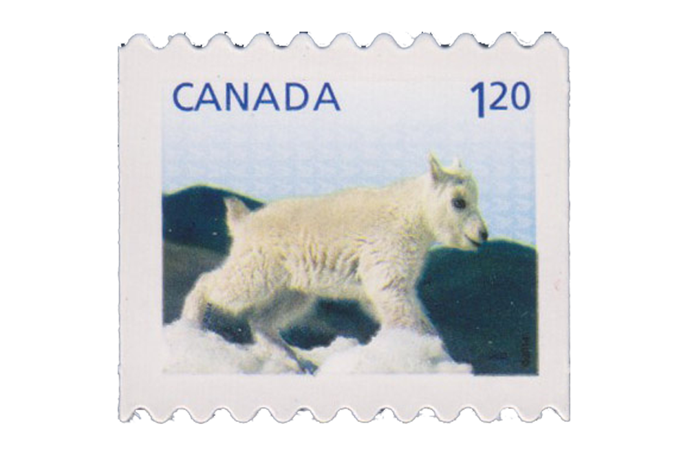 Baby Wildlife Definitives