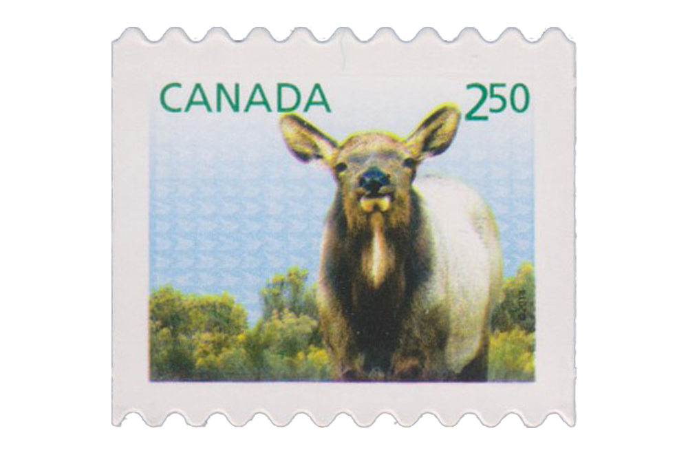 Baby Wildlife Definitives