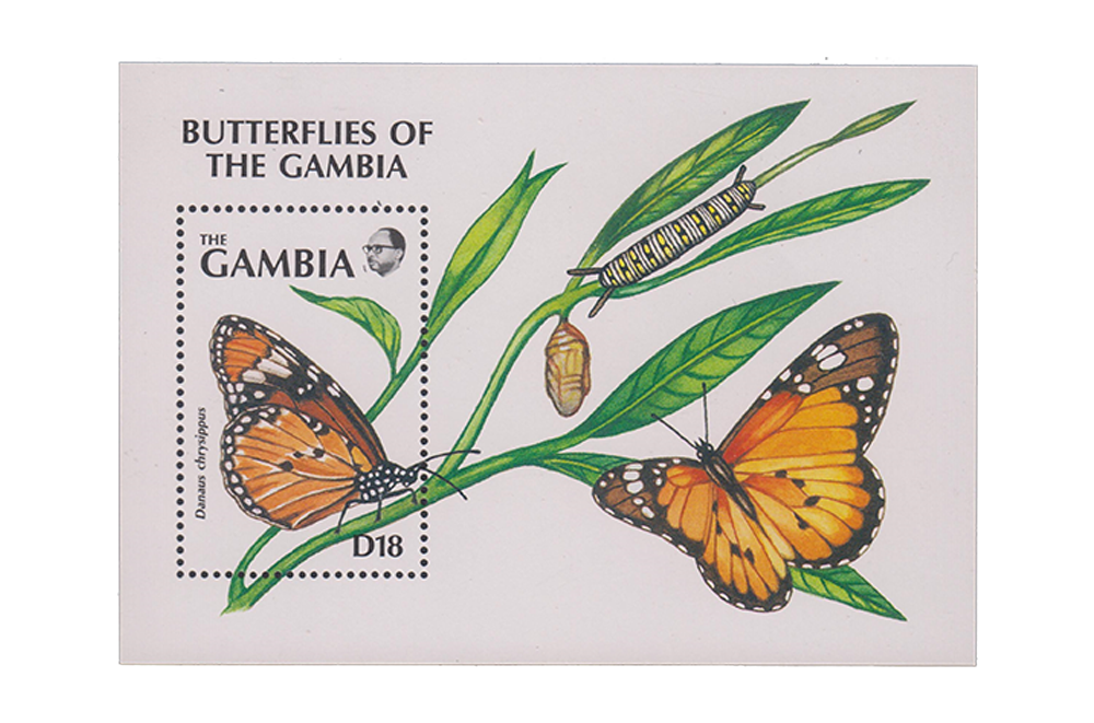 Butterflies of the Gambia 