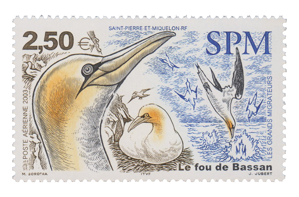 Solan Goose