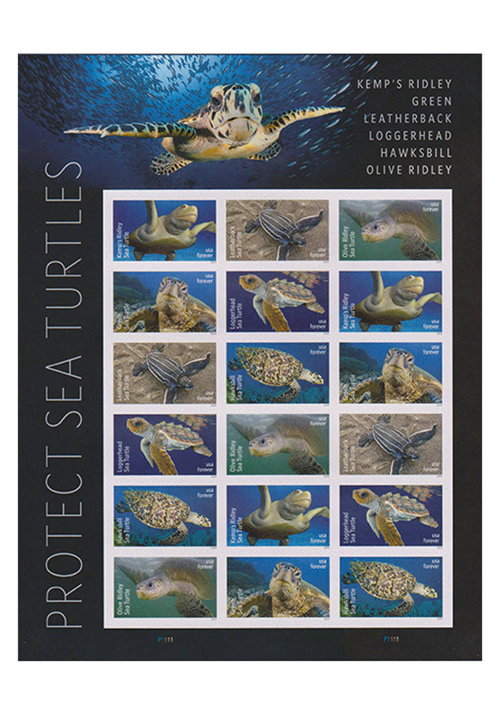 Protect Sea Turtles